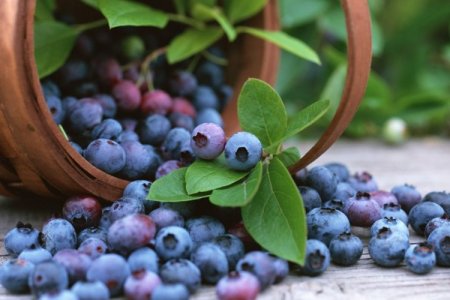 <p>Precios de arándanos y paltas de Perú se frenan por madurez productiva</p>