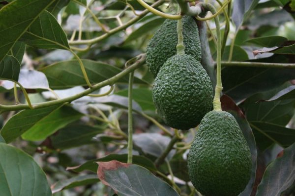 Europa rechaza embarques de palta peruana por altos niveles de cadmio y Chile fortalece vigilancia a importaciones