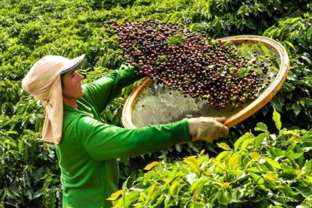<p>La extraordinaria ganancia de EEUU con el café brasileño</p>