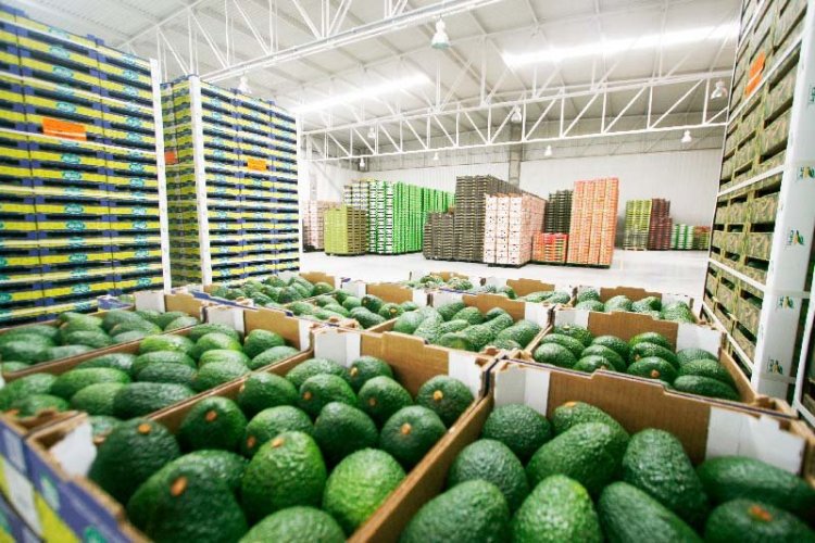 <p>Perú descarta impacto del cadmio en sus paltas exportadas y Chile se desmarca de la polémica</p>