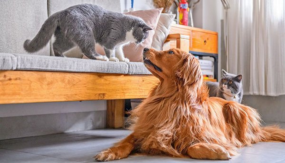 <p>¿No pudo hacer el duelo por la muerte de su mascota? Eso podría cambiar</p>