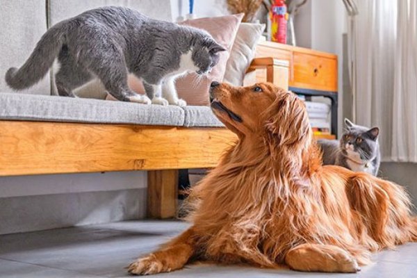 <p>¿No pudo hacer el duelo por la muerte de su mascota? Eso podría cambiar</p>