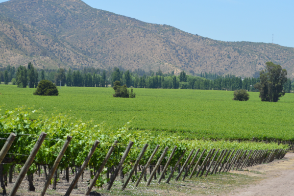 <p>Grupo controlador de Viña Concha y Toro aumenta su participación en la propiedad tras adquirir acciones por más de $ 3.200 millones</p>
