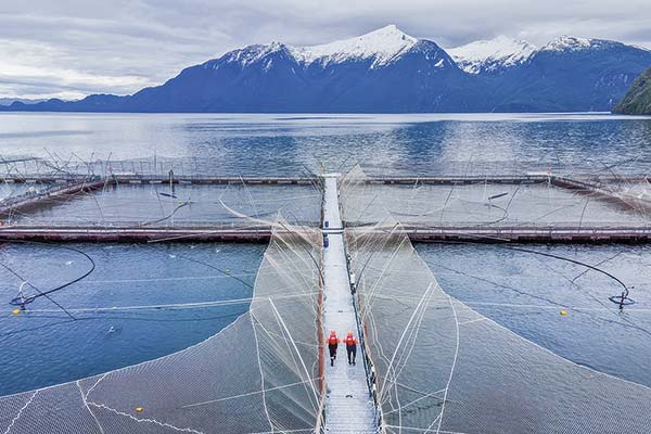 <p>SMA ordena la clausura de dos centros de la salmonera canadiense Cooke y solicita multa de US$ 1,4 millones</p>