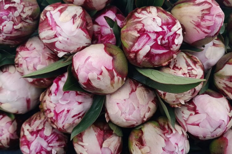 <p>Flor de lujo: Chile abre mercado en Brasil y busca conquistar Perú y México</p>