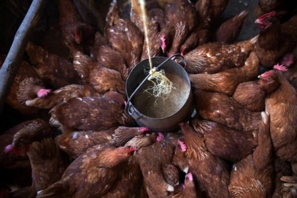Chile suspende importaciones avícolas desde Argentina por brote de influenza aviar: el país compró más de 7.600 toneladas de carne de ave el último año