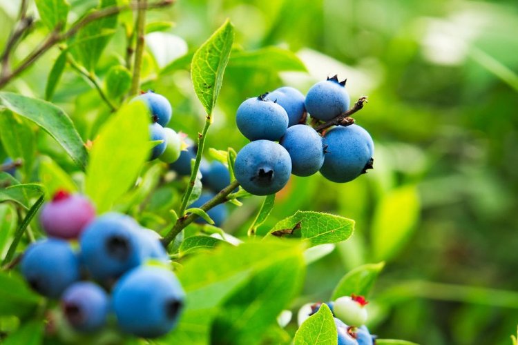 <p>Chilena Agroberries crea nueva división para la venta de arándanos en Asia</p>