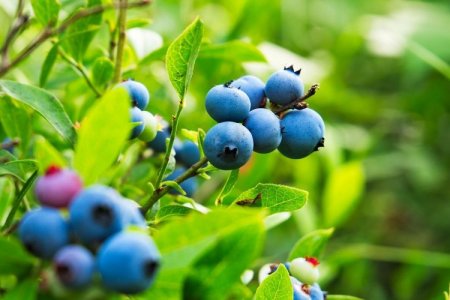 <p>Chilena Agroberries crea nueva división para la venta de arándanos en Asia</p>