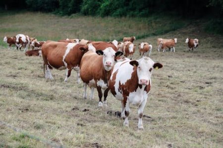 <p>Brasil investiga a JBS, y otros frigoríficos, por supuestas compras de ganado de tierras deforestadas</p>