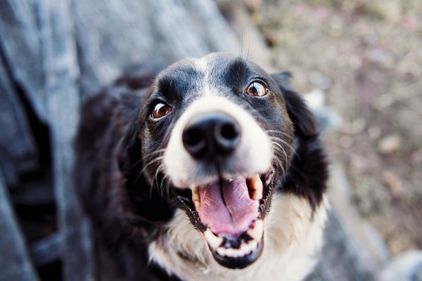 <p>Pet marketing: Radiografía del nuevo consumidor y estrategias con propósito</p>