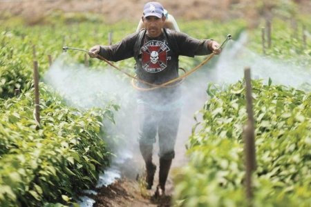 <p>México prohíbe 35 plaguicidas catalogados como "altamente peligrosos" para la salud y el medio ambiente</p>