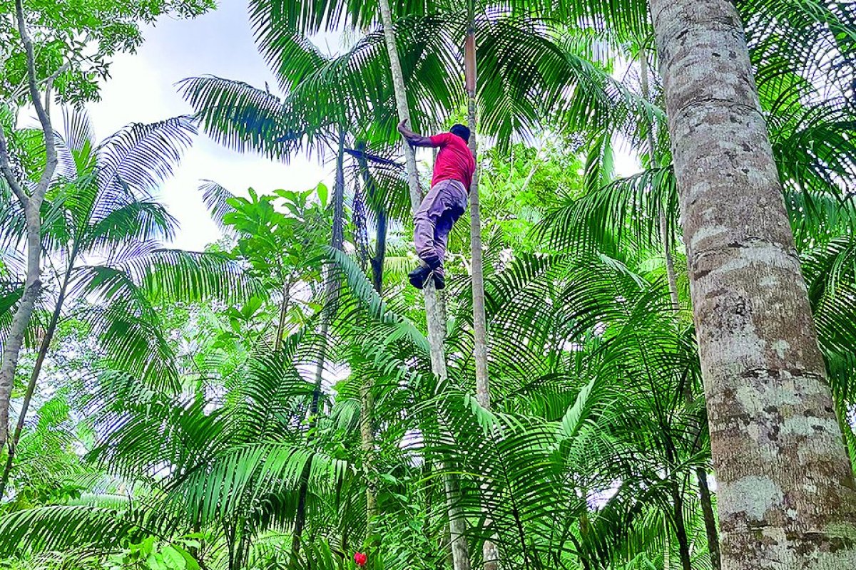 <p>¿Cómo el açaí termina convertido en crema humectante?: Crónica en la Amazonia que nutre a la industria cosmética</p>
