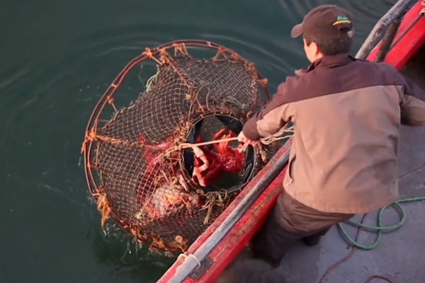 Colusión de la centolla: pescadores denuncian irregularidades en Magallanes