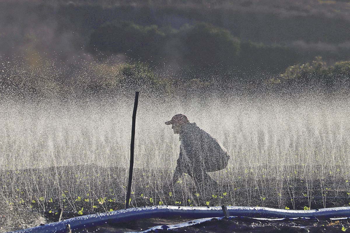<p>Déficit de mano de obra en el agro entra en su punto crítico y presiona reforma a políticas migratorias</p>