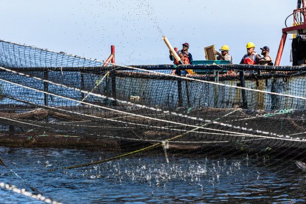 <p>El desconocido proyecto acuícola de un grupo de inversionistas chilenos en Baja California</p>