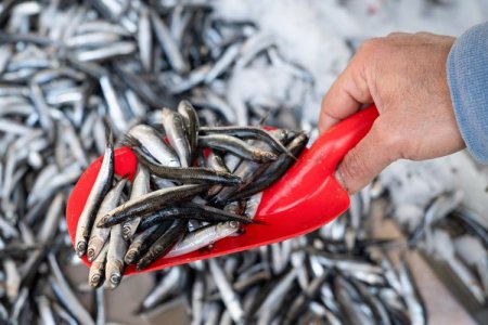 <p>Perú y Chile evalúan alternativas para una sola cuota de pesca de anchoveta</p>