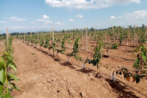 Fondo de Sembrador y LarrainVial negocia venta de campo de cerezas a familia González Folatre en US$ 16 millones