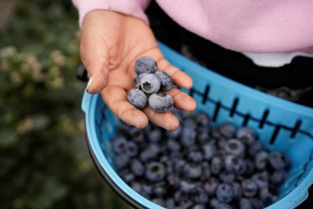 <p>Arándano peruano continúa ganando espacio en comercio mundial: envíos crecen casi 93%</p>