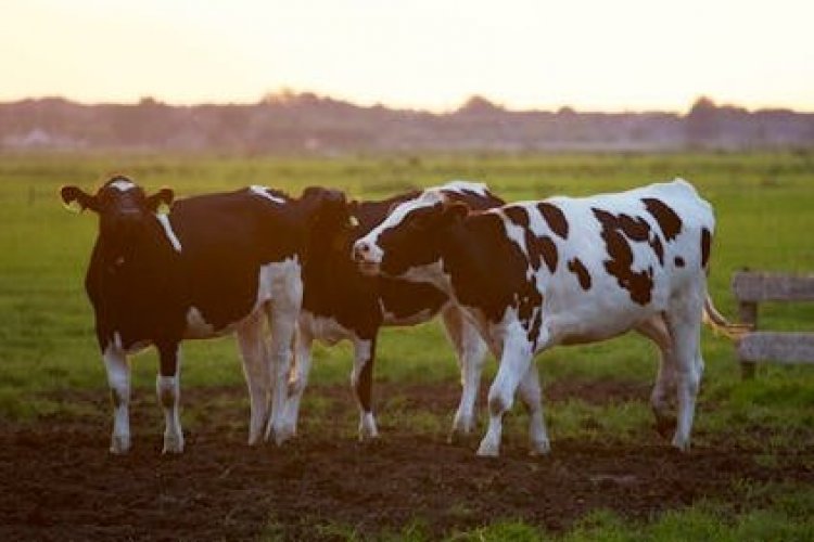 <p>Trump eleva a 80.000 toneladas cuota para importar carne bovina de Argentina</p>