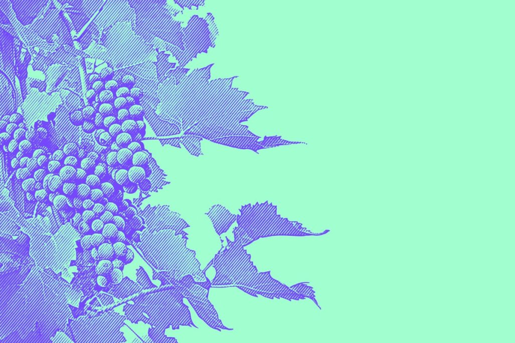 El complejo momento de Viña Apaltagua: despidos, venta de terrenos y reestructuración