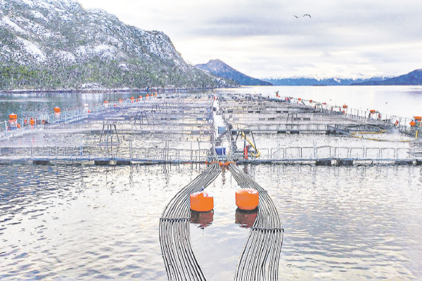 <p>Veedor de Nova Austral tras nueva propuesta de reorganización: “Resulta conveniente para los acreedores”</p>