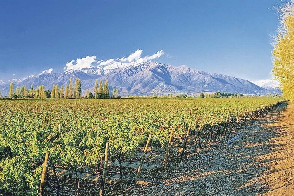 <p>Concha y Toro cierra septiembre con positivos resultados gracias a su apuesta en la venta de vinos premium y superiores</p>