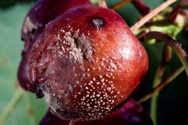 Investigadores de la UC desarrollan primer biofungicida sin químicos que se activa por luz