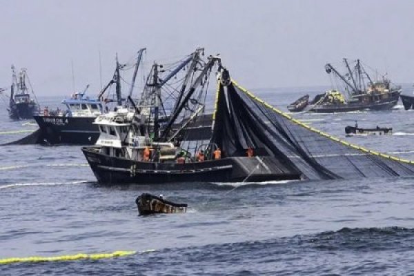 Temporada de pesca: el límite de captura en Perú se redujo un 80% respecto al año anterior por baja en la biomasa