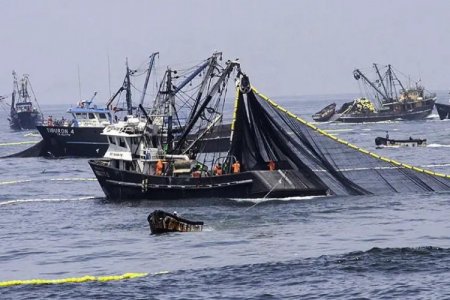 <p>Temporada de pesca: el límite de captura en Perú se redujo un 80% respecto al año anterior por baja en la biomasa</p>