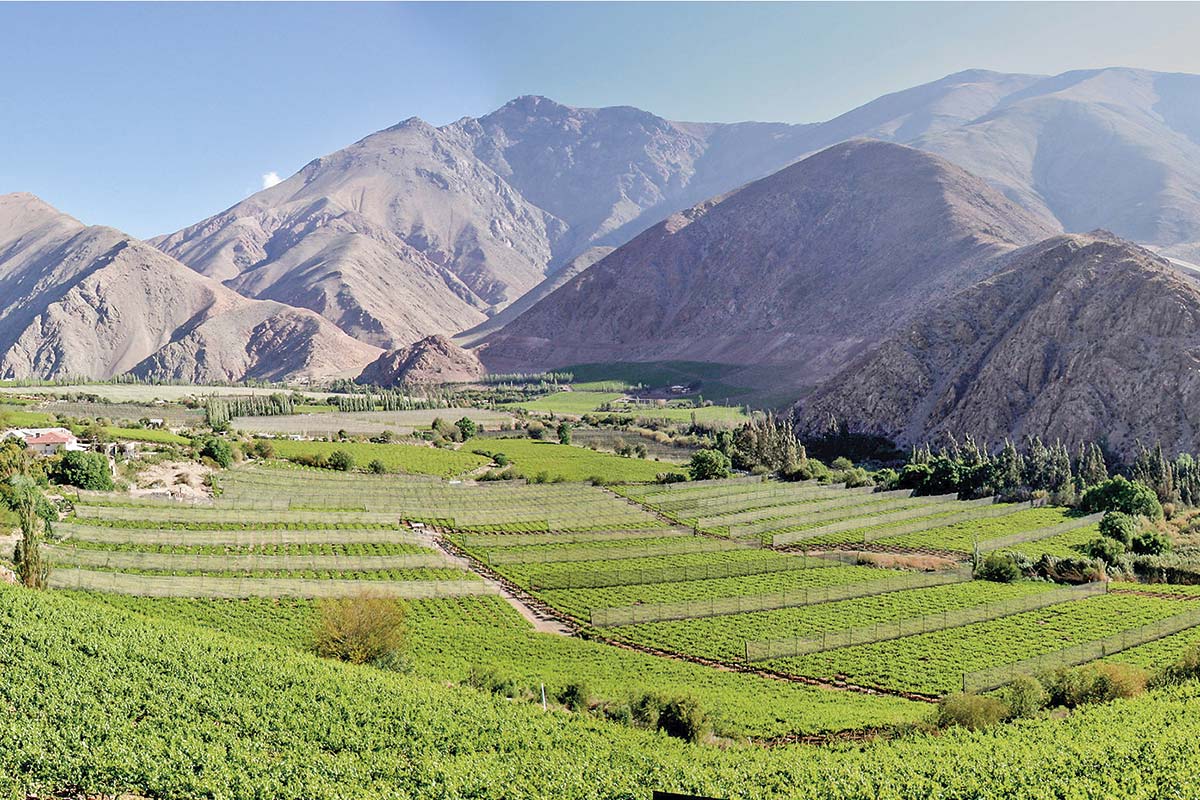 <p>El incierto panorama de la industria pisquera de Elqui y Limarí por la sequía</p>