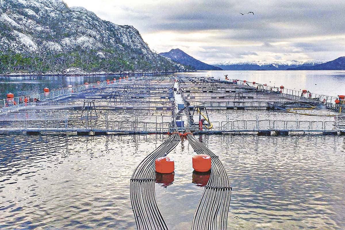 <p>Industria acuícola: el despertar político de las salmoneras en el sur</p>
