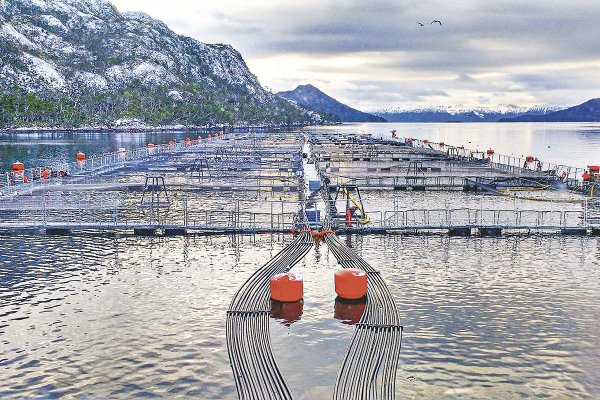 <p>Industria acuícola: el despertar político de las salmoneras en el sur</p>