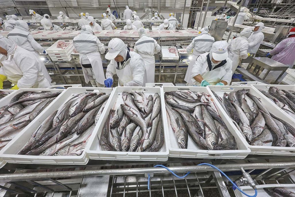 La merluza negra: un delito de US$ 65 millones que asfixia la inversión en Biobío