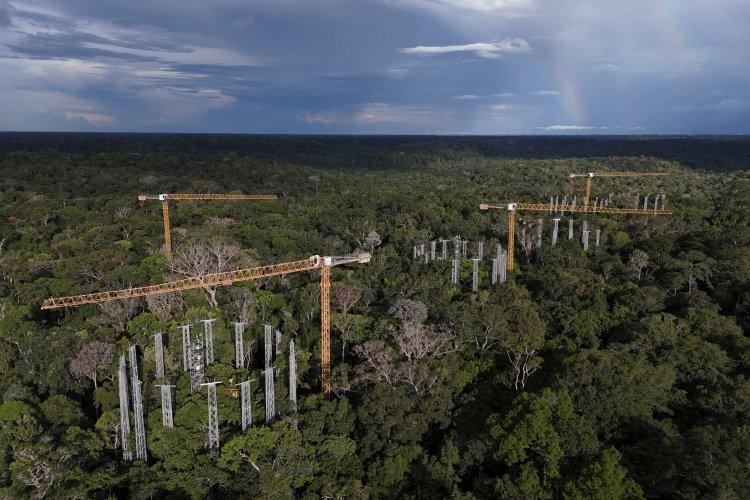 <p>La nueva lógica verde de Brasil: hacer rentable mantener al Amazonas para salvarla del desastre</p>