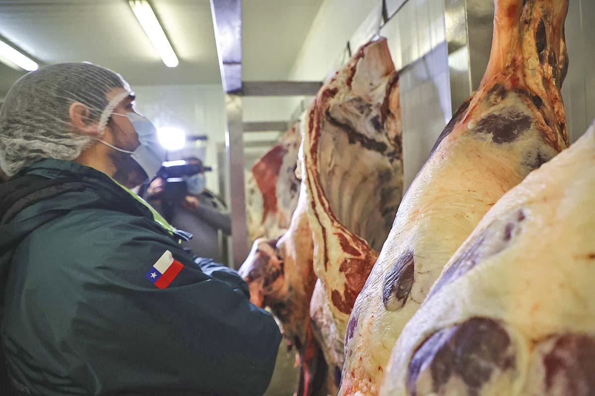 <p>2,5 millones de cabezas es la masa ganadera estimada en Chile, frente a 350 millones de sus competidores de Mercosur. Foto: Aton</p>