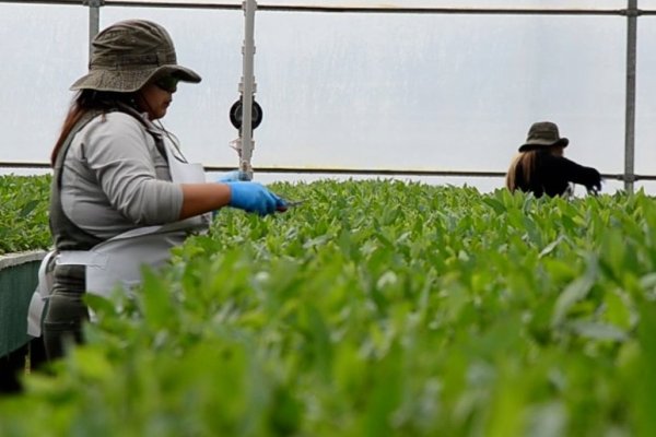 <p>¿Qué es el GloNi?, la innovación genética desarrollada en Chile que podría salvar a la industria local de aserraderos de su crisis actual</p>