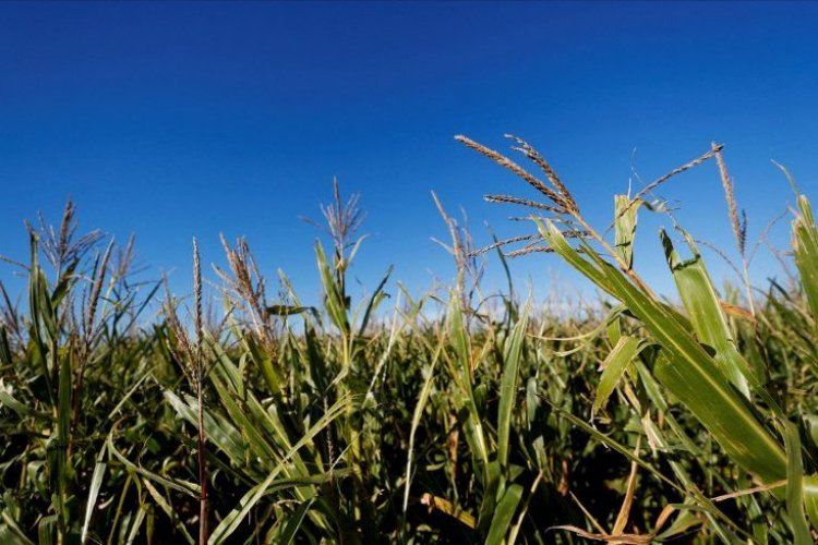 <p>Perú dice nueva exención arancelaria estadounidense incluye a 100 productos agrícolas</p>