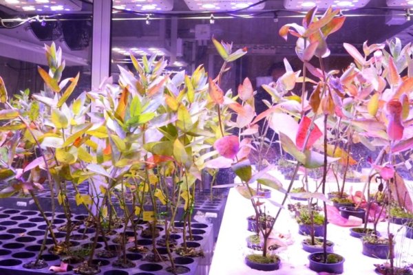 <p>¿Qué es el GloNi?, la innovación genética desarrollada en Chile que podría salvar a la industria local de aserraderos de su crisis actual</p>