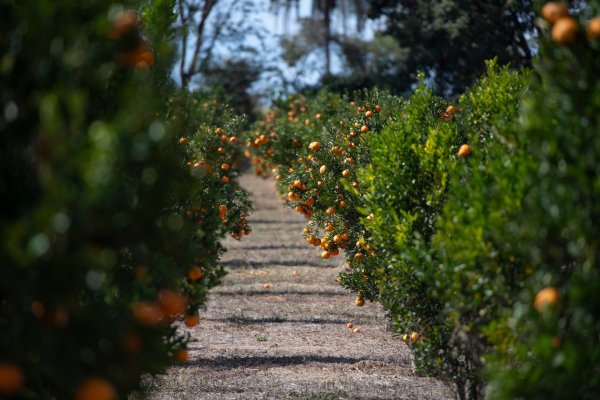 <p>Fondo Sembrador compra dos fundos de cítricos en La Serena a agrícola estadounidense por US$ 15 millones</p>
