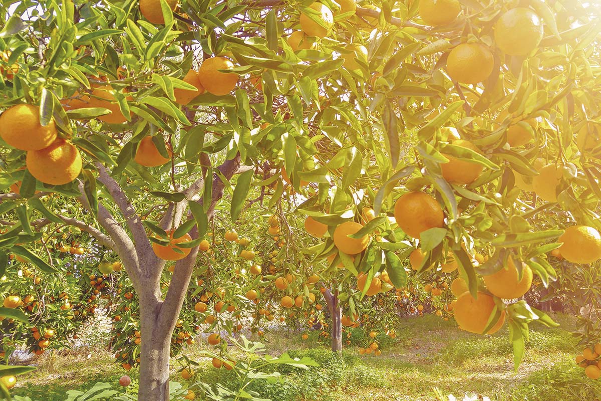 <p>Fondo Sembrador compra dos fundos de cítricos en La Serena a agrícola estadounidense por US$ 15 millones</p>