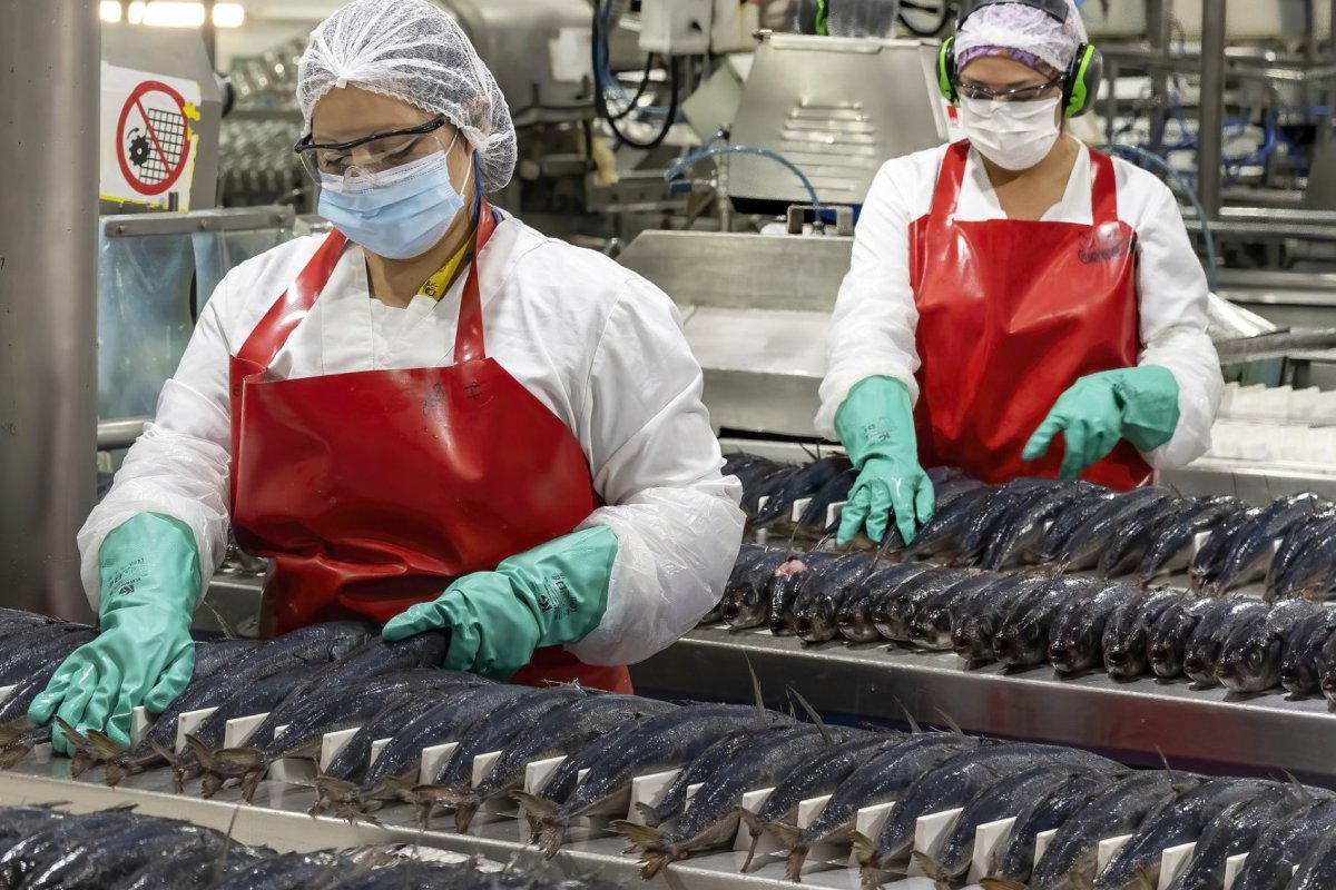 <p>De la sobreexplotación a ejemplo de sustentabilidad: jurel chileno vuelve a obtener Sello Azul MSC de certificación internacional</p>