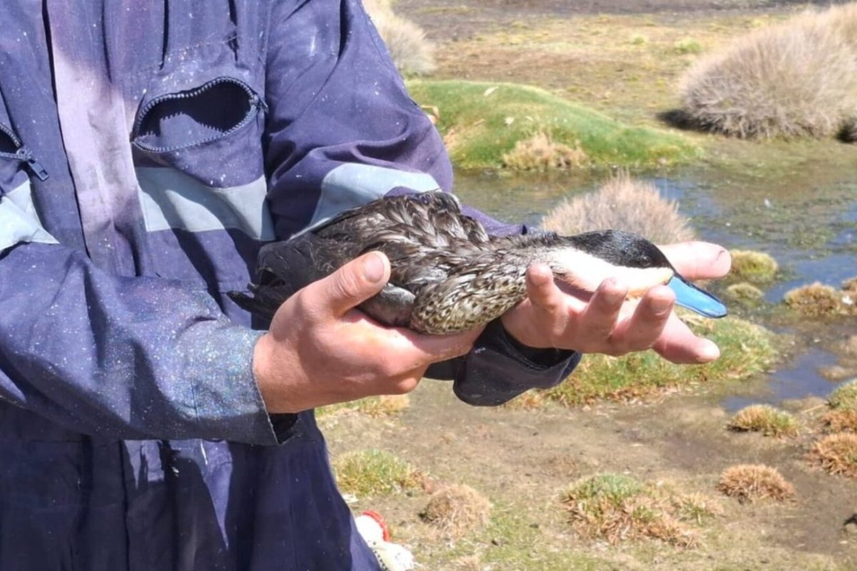 <p>Conaf decreta cierre indefinido de sector Chungará del Parque Nacional Lauca tras derrame de 25 mil litros de aceite de soya</p>