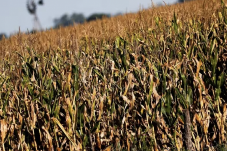 <p>Gremio de agricultores argentinos se asocia con firma de grupo energético Abu Dabi para proyectos de biocombustibles</p>