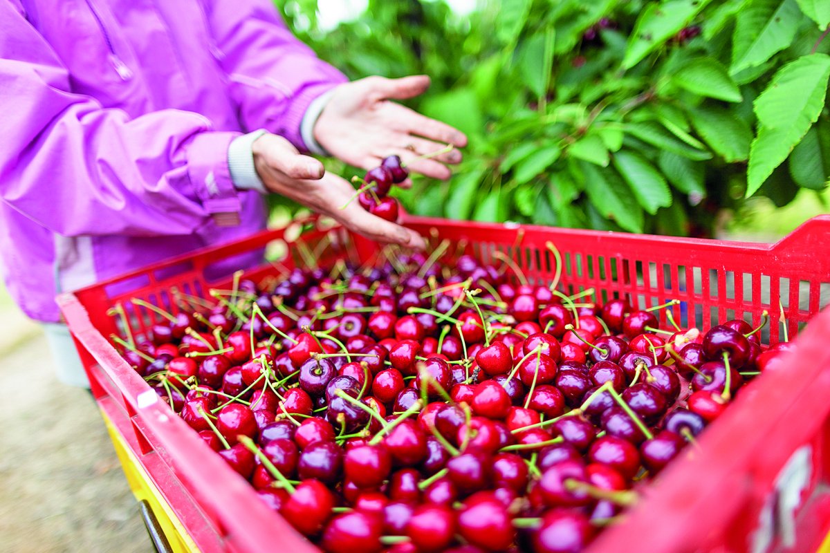 <p>Autoridad sanitaria de Brasil destruye más de una tonelada de cerezas chilenas tras detectar presencia de plaga cuarentenaria</p>