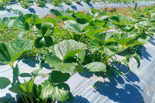 <p>Biobío inaugura primera planta de biocarbono para beneficio de la agricultura</p>