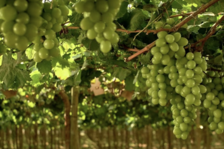 Uvas peruanas vuelven a tomar rumbo a EEUU y Europa después de la saturación de mercados clave