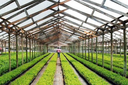 Chilena Hortifrut cierra campos en México y realiza ajustes en Perú que le pasan la cuenta: firma registra pérdidas a septiembre