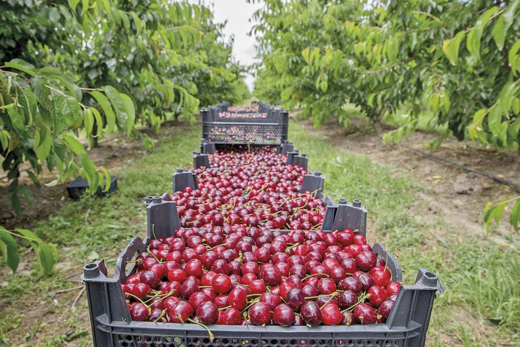 El agro chileno enfrenta desafíos ante el auge agrícola de Perú