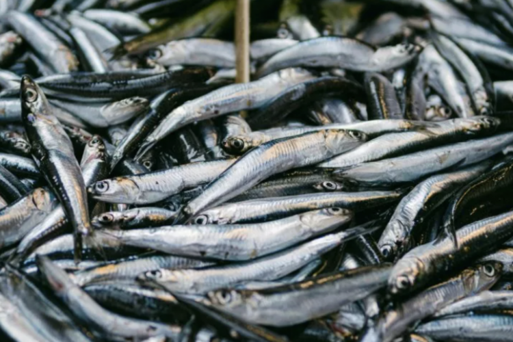 <p>¿Otra crisis a la vista?: Perú fija una cuota pesquera menor y la industria alerta riesgos para 2026</p>