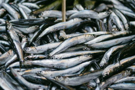 ¿Otra crisis a la vista?: Perú fija una cuota pesquera menor y la industria alerta riesgos para 2026